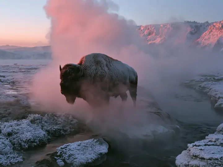 Y2K high fashion editorial photograph, 2001: a luxury travel campaign photograph of a lone bison standing in drifting steam beside a hot spring at sunrise, frost on its coat, no text, no letters, no logos